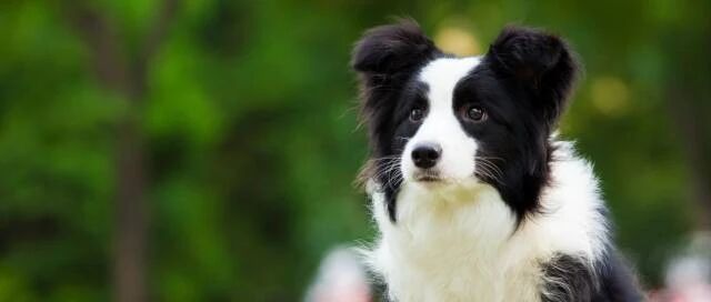 养了边境牧羊犬，才发现的一些真相…