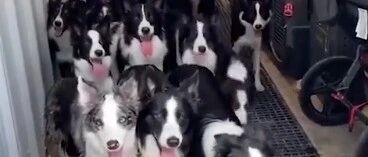 主人随机点名边牧，狗子们竟能个个听令行事…