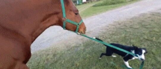 边牧不满足于只牧羊，还积极发展副业，超逗！