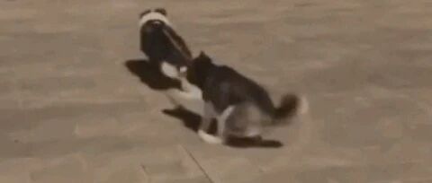 边牧：牧不了羊，我只好遛狗了…