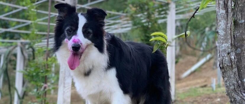 边牧和同伴去果园玩，主人远远望去发现“吓人”一幕！