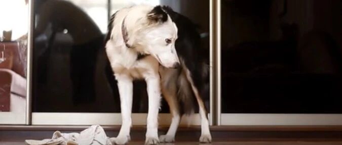 别人家的边牧的日常