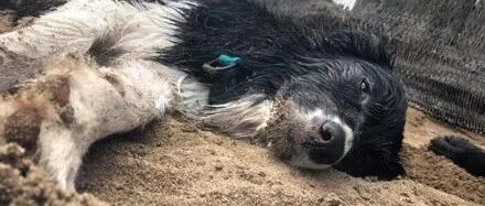 边牧双眼无神瘫倒在沙堆上，主人解释后，网友：差点骗了我的眼泪！