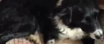 边牧到底有多聪明？这狗关键时刻能救命！