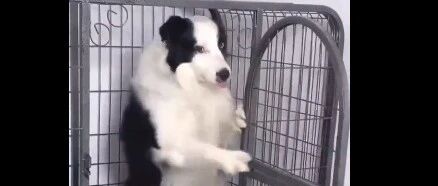 二哈和边牧的区别，没有对比就没有伤害