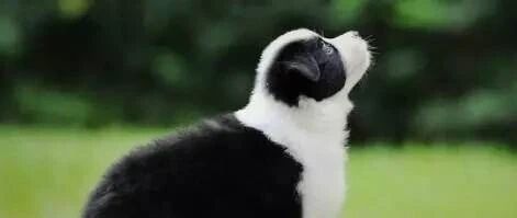 边牧和狗就是两个品种，这就是证明！