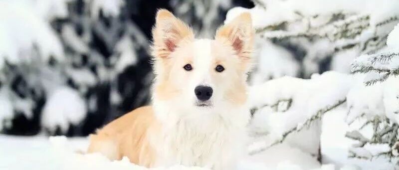 养边牧是多么有安全感的事儿！