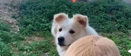 边牧：那有只羊，好想放羊!