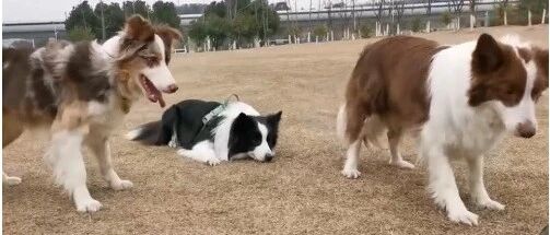 边牧：优秀的狗子，永远保持最佳战斗姿势！
