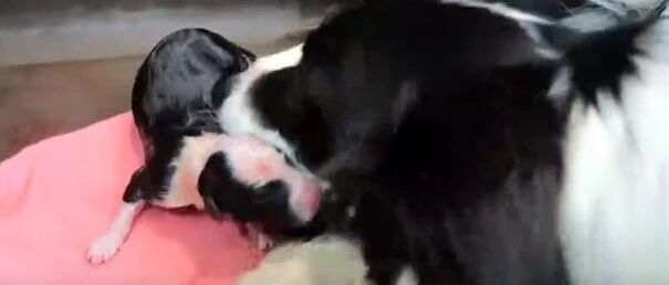 现场实录！国外边牧的宠物主人记录生小边牧的全过程