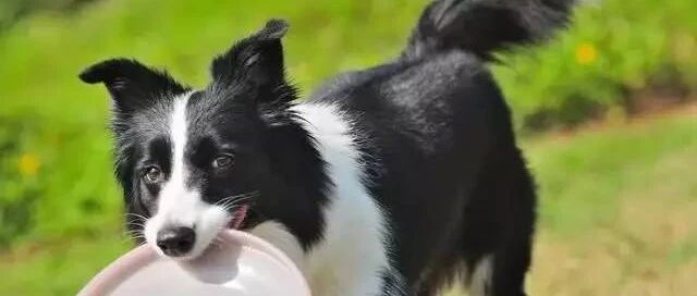 边境牧羊犬究竟是怎样一种狗？