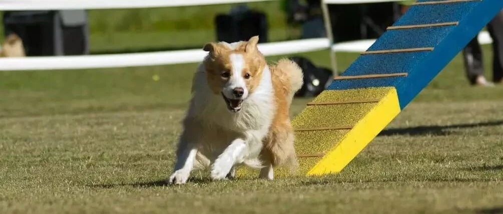 边牧精彩视频收录，一睹为快~