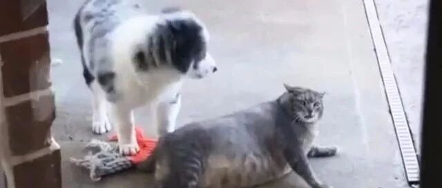 萌边牧与呆胖猫的搞笑事！猫：你是真的狗