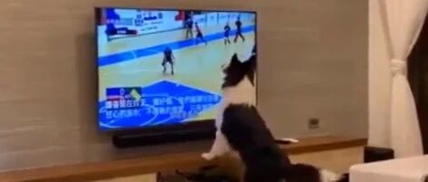 边牧看到球就控制不住寄几，一定要注意…