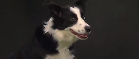 太狠了！这只边牧是一点机会都不给其他狗子啊…