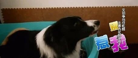 边牧跟家人争风吃醋，你家出现过这种情况吗？