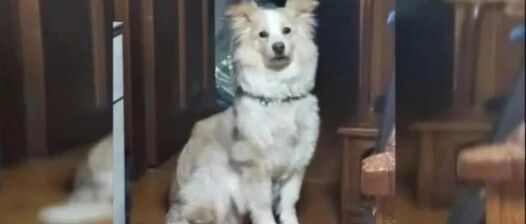 贵阳女子悬赏三千寻找边牧，已走丢多日