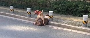 比特犬街头撕咬边牧，主人心痛不已！（胆小慎入）