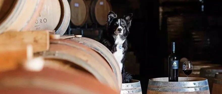 边牧，你还算个狗吗？养你我压力太大