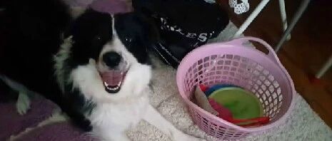 养边牧真是太省心了，自己的玩具自己收，不给主人添麻烦…