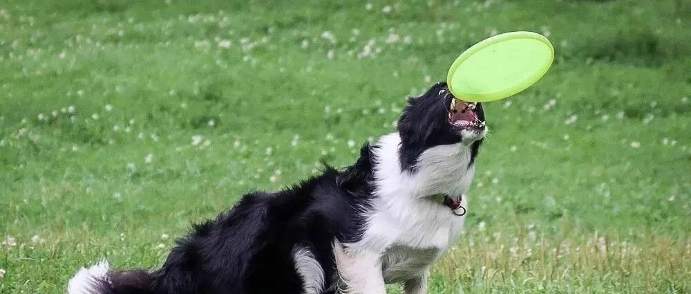 飞盘狗大赛上的边牧和选手，表演很精彩，速来围观！