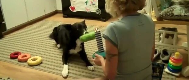 原来，养只边牧竟可以干这么多事儿…