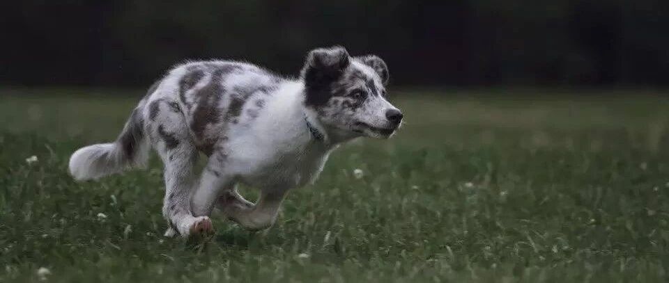 流浪边牧被救后大变身，眼神都不一样了！