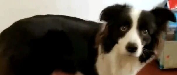 因主人不开心，边牧自拍抖音逗乐网友