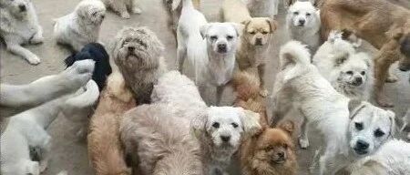 救救这200多只毛孩子吧！60岁救助人被病痛缠身，狗狗们将温饱难继！