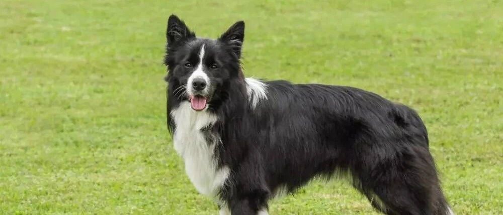 养边牧的都来看看，它这是干啥呢？