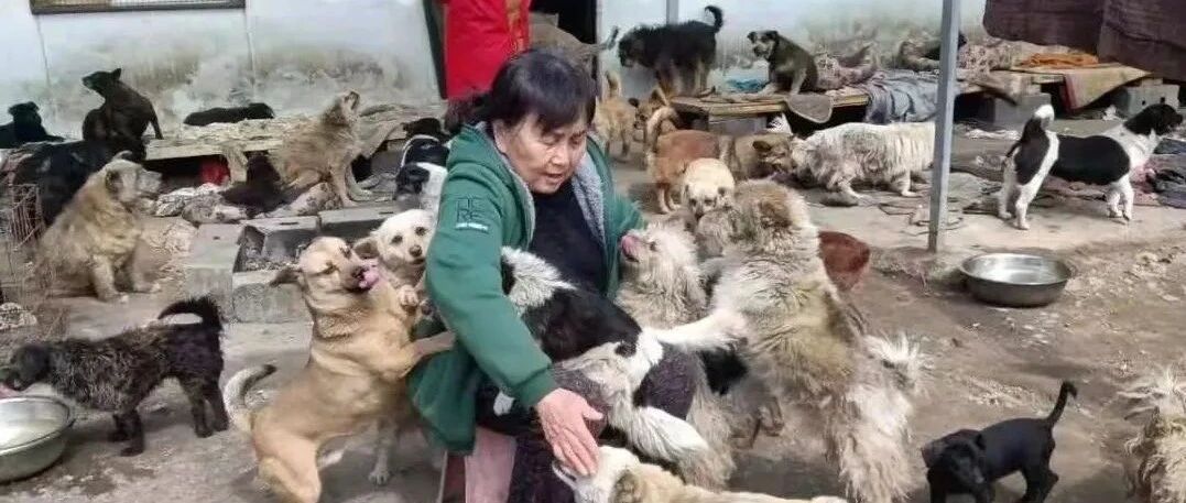 泪目！七旬老奶奶因爱收养数百只流浪狗，如今它们已多日没有吃上饱饭，恳求援助！