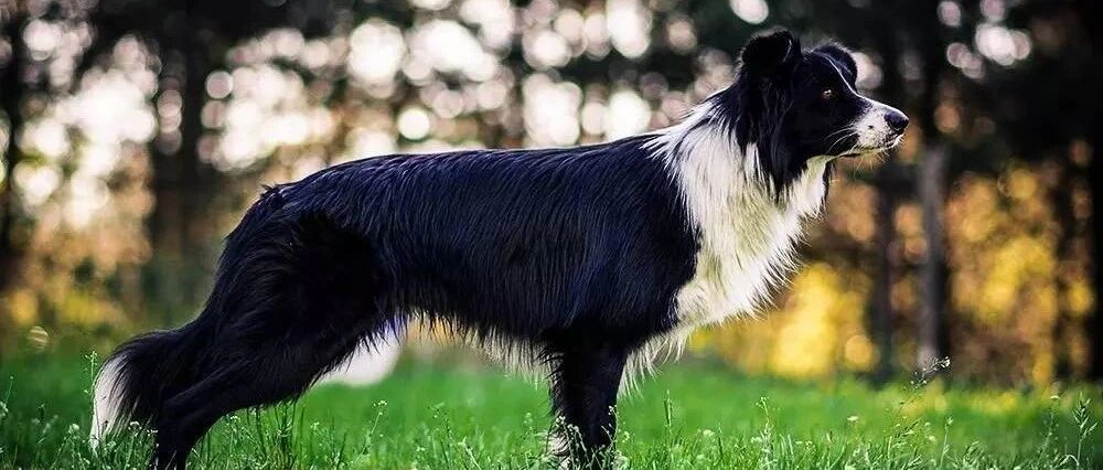 这只边牧真的是狗狗中很厉害的一只了，超赞！