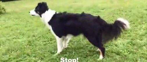 边牧服从性强不强?这只狗子给出了它的答案…