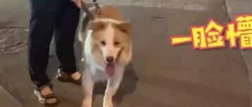 边牧把法斗吓得休克倒地，一脸懵地看着狗子被当场抢救…