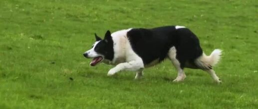 边牧展示放羊技能，不愧为智商第一的狗狗