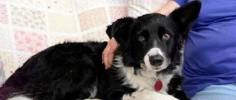 你绝对难以想象，智商最高的边牧可以聪明到什么地步！