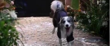 感动！主人大婚，边牧亲自上场送出婚戒