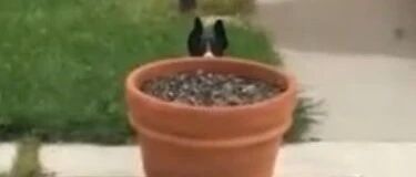 为了能在外面多待一会，这只边牧秀起了智商…