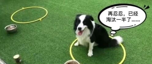 狗狗忍耐力大测试，这只边牧表现亮眼！