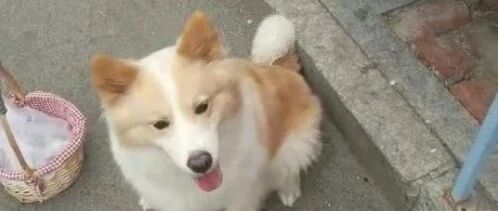 带边牧一起逛街，会自己算数的狗子你见过吗？