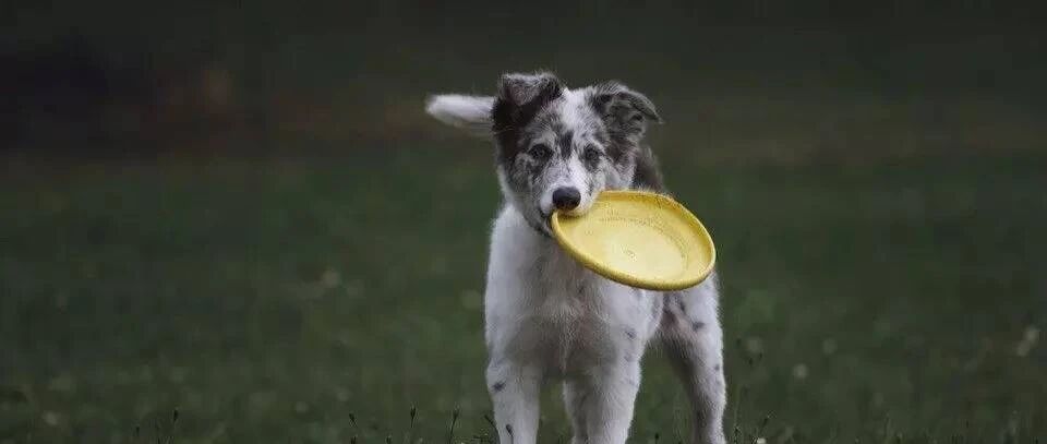 当边牧想玩飞盘时…