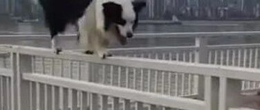 这只平衡力逆天的边牧，不得不服！