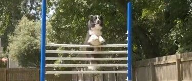 狗狗跳高比赛，边牧的表现你给几分？