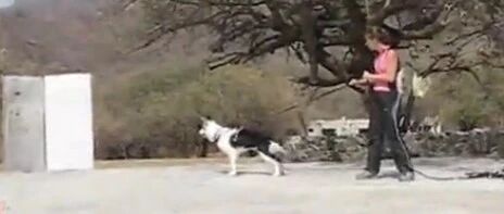 你没有看错，有人竟把边牧训成了护卫犬