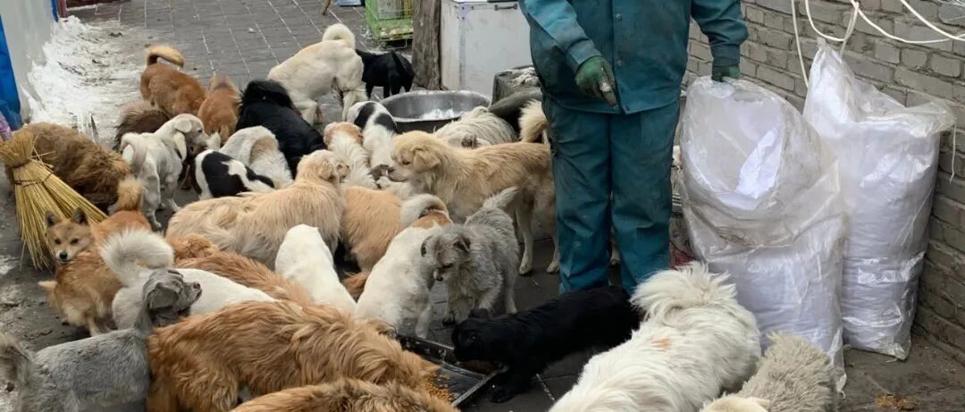 请帮帮它们吧！-20℃寒冬，大西北600多只流浪狗陷入饥荒，急需粮食过冬！