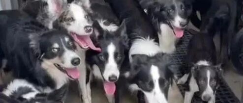 铲屎官现场点名边牧，场面十分壮观！一定要进来看看~