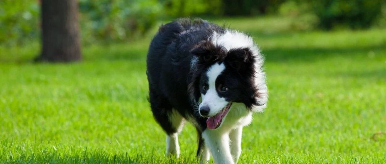 边牧出现这些问题，你懂得怎么处理吗？