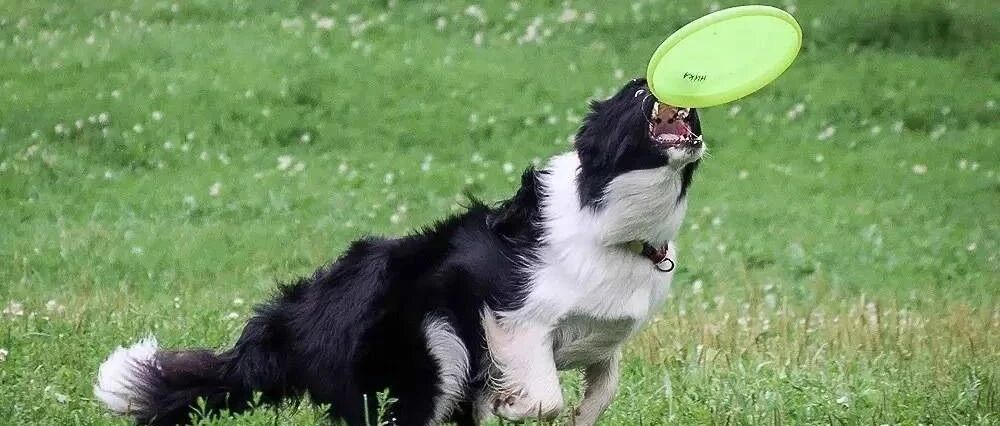 别人家的边牧，真香！