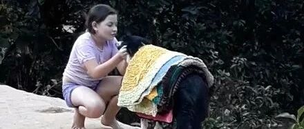 边牧看到小主人在收毯子，跑去帮忙秒变小毛驴，笑喷了！