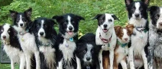 边牧视频集锦，快来一起看吧！